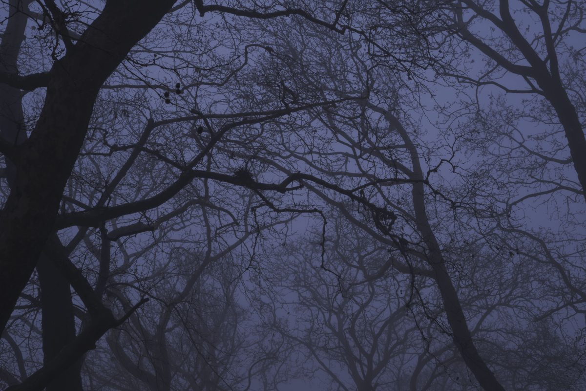 branches_fog