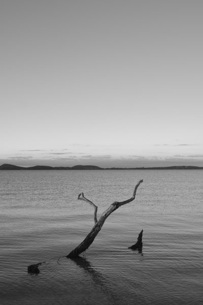 koronisia_branch_b&w