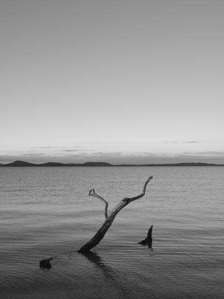 koronisia_branch_b&w