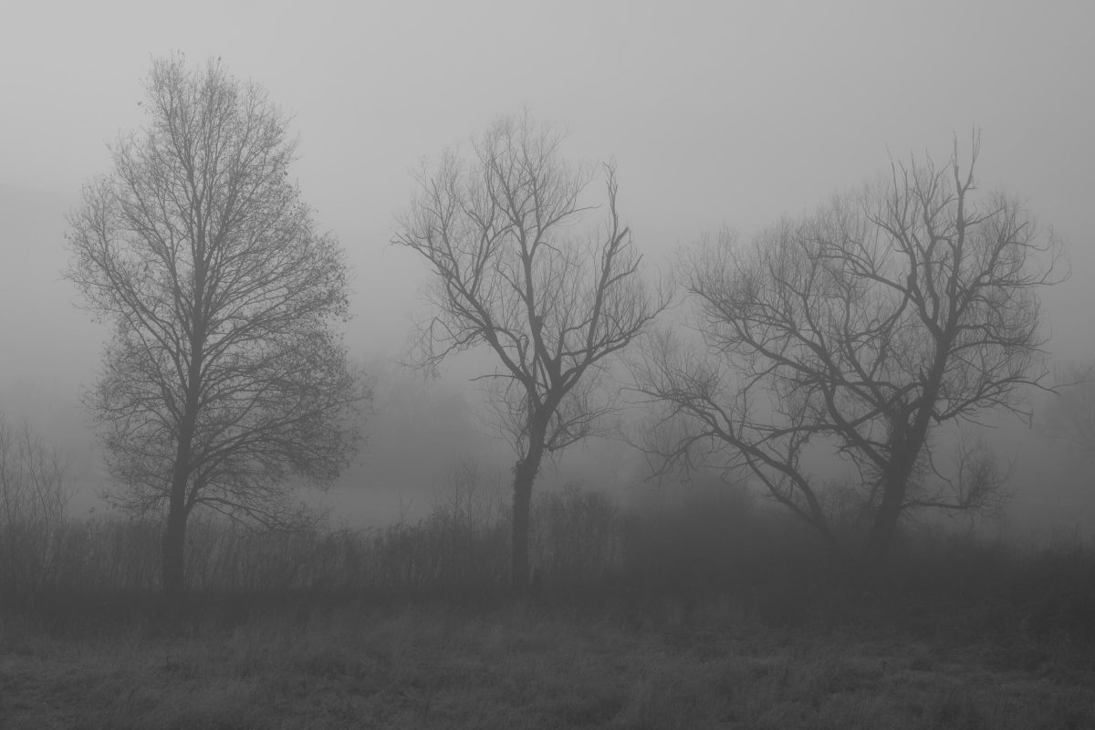 trees_fog_b&w